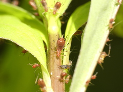 Uroleucon solidaginis