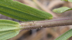 Castilleja miniata oblongifolia