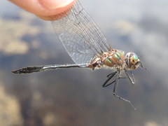 Dorocordulia lepida