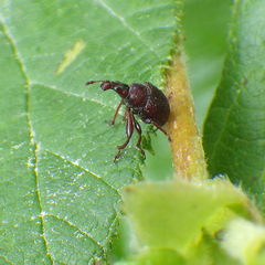 Himatolabus pubescens