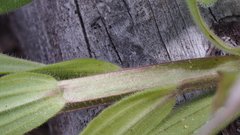 Castilleja miniata oblongifolia