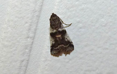 Acrobasis vaccinii