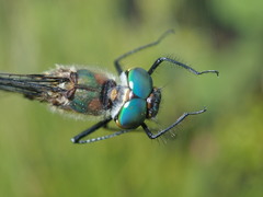 Dorocordulia lepida