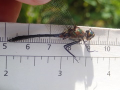 Dorocordulia lepida