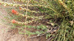 Castilleja martini martini