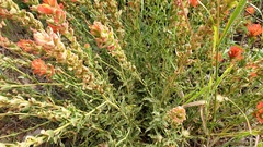 Castilleja martini martini