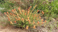 Castilleja martini martini