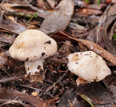 Cortinarius austroalbidus