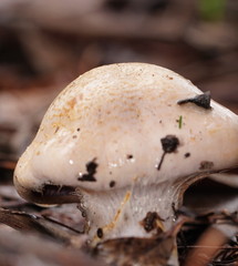 Cortinarius austroalbidus