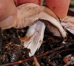 Cortinarius austroalbidus