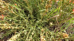 Castilleja martini martini