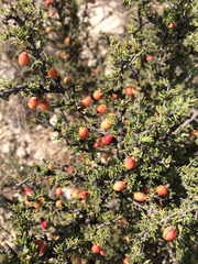 Condalia ericoides