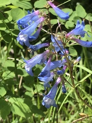 Penstemon albertinus