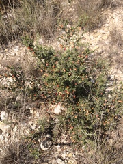 Condalia ericoides