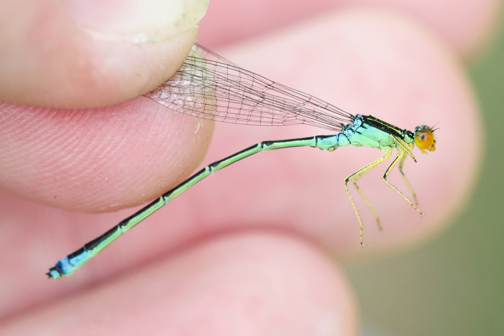 Rainbow Bluet
