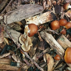 Psilocybe subaeruginosa