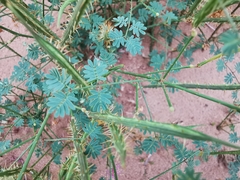 Mimosa monclovensis