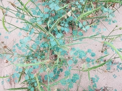 Mimosa monclovensis