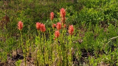 Castilleja miniata oblongifolia