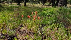 Castilleja miniata oblongifolia