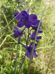 Delphinium pentagynum