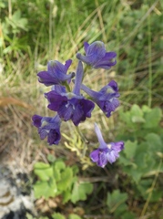 Delphinium pentagynum