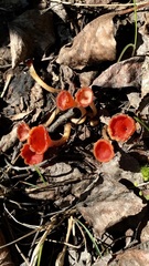 Microstoma protractum