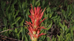 Castilleja miniata oblongifolia