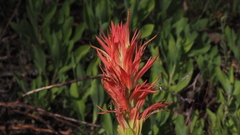 Castilleja miniata oblongifolia