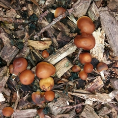 Psilocybe subaeruginosa