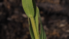 Castilleja miniata oblongifolia