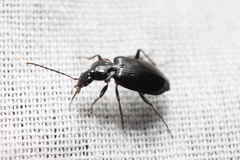 Platynina