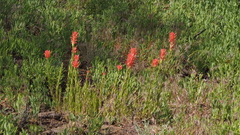 Castilleja miniata oblongifolia