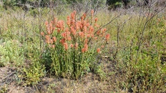 Castilleja miniata oblongifolia