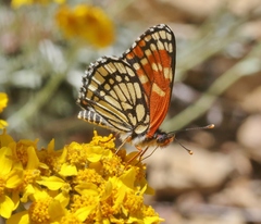 Chlosyne leanira wrighti