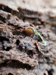 Zonitidae