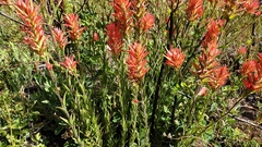 Castilleja miniata oblongifolia