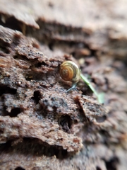 Zonitidae