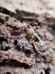 Zonitidae