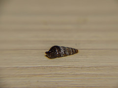Cerithiopsidae