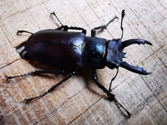 Lucanus formosanus