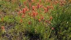 Castilleja miniata oblongifolia