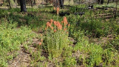 Castilleja miniata oblongifolia