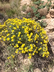 Psilostrophe tagetina