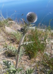 Echinops latifolius