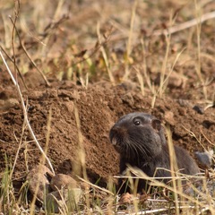 Spalacopus cyanus