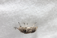 Ozotomerus japonicus