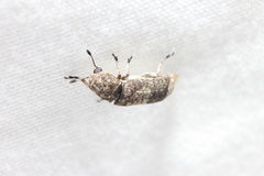 Ozotomerus japonicus