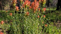 Castilleja miniata oblongifolia