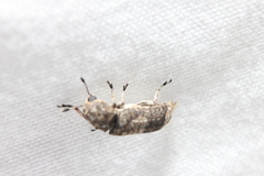 Ozotomerus japonicus